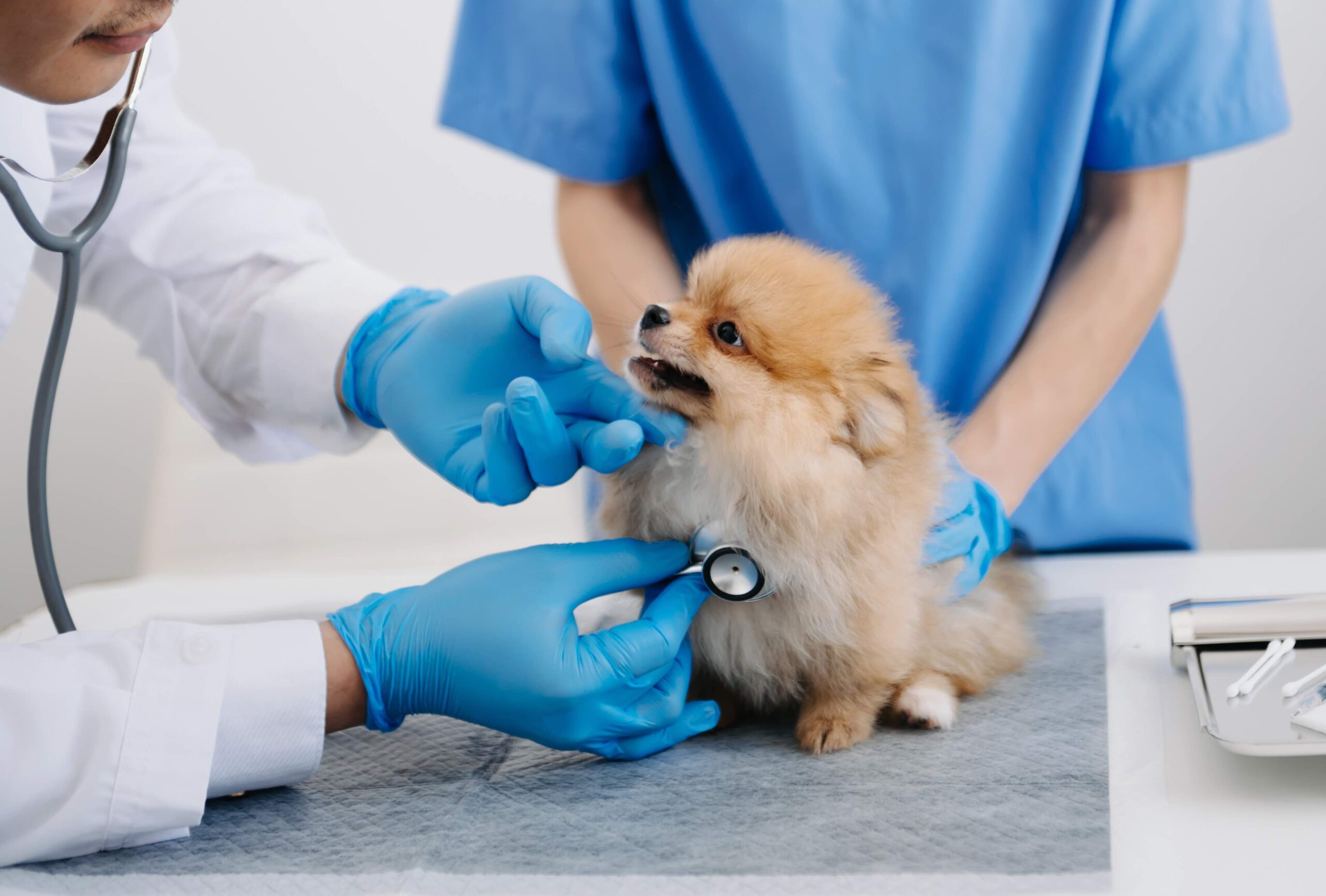 犬の診察の様子の写真